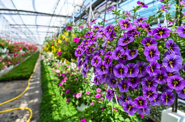 "We don't need to be planting invasive species."