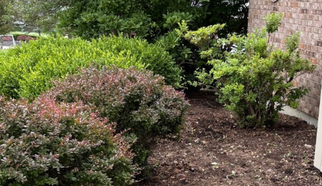 “If it's invasive it's got to go!"