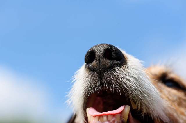 It's an ethical, low-tech way to work within the community to take action to protect the environment.