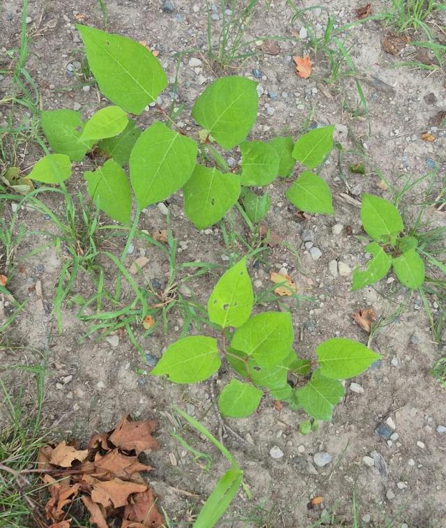 "Pull it up all the way by the roots and burn it."