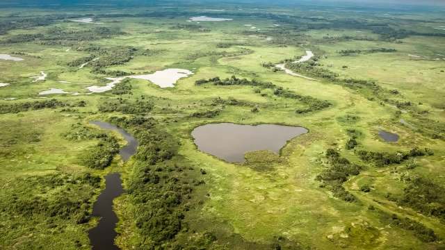 Trail cameras are massively helpful in conservation efforts for endangered species.