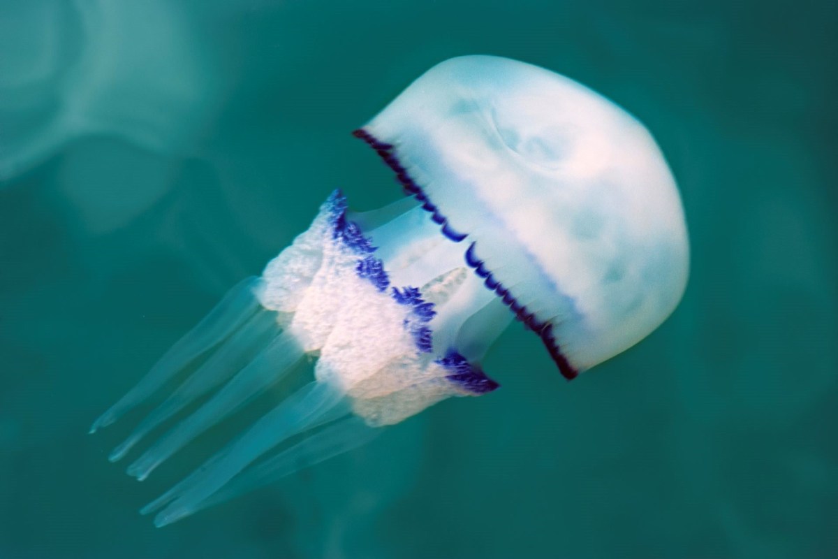 "I wanted to encourage people to safely observe."