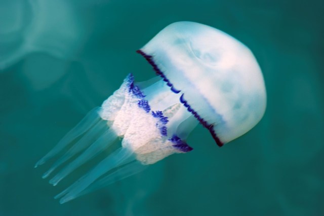 "I wanted to encourage people to safely observe."