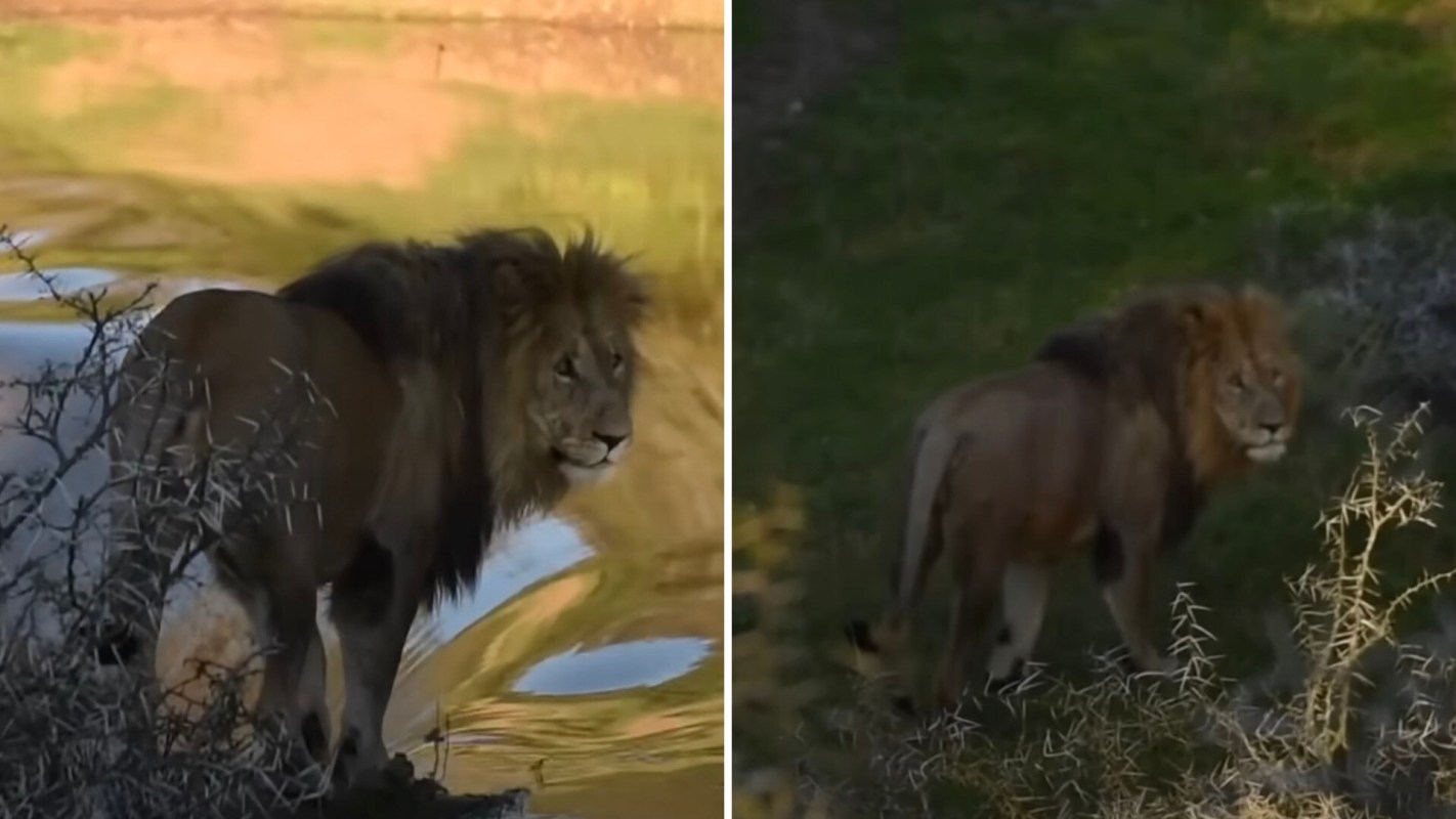 Park authorities are investigating the incident.