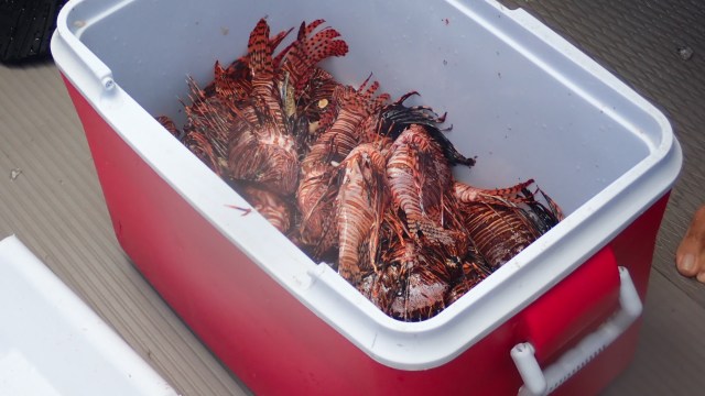 The fish doesn't have natural predators.