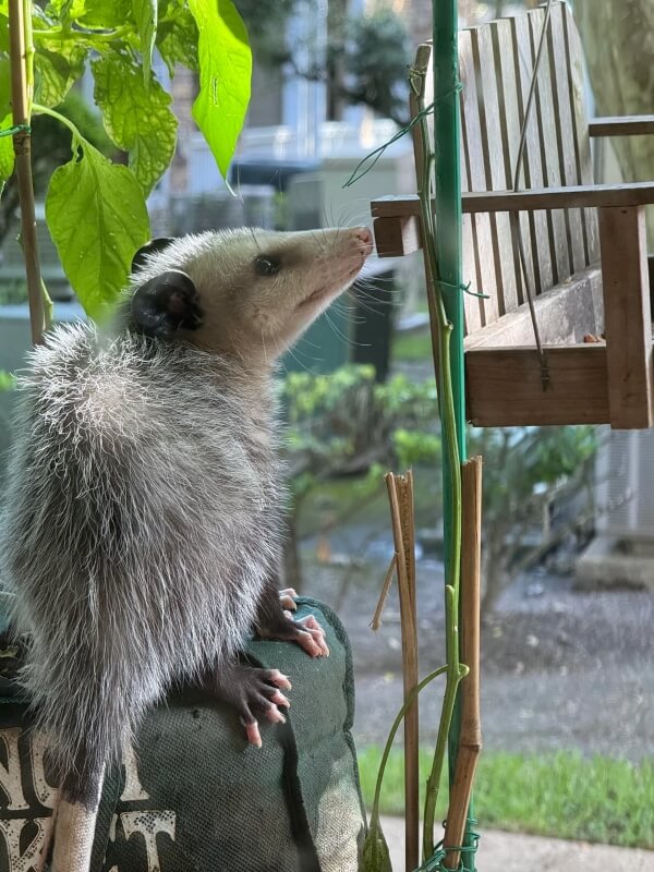"Welcome these shy, gentle creatures into your space."