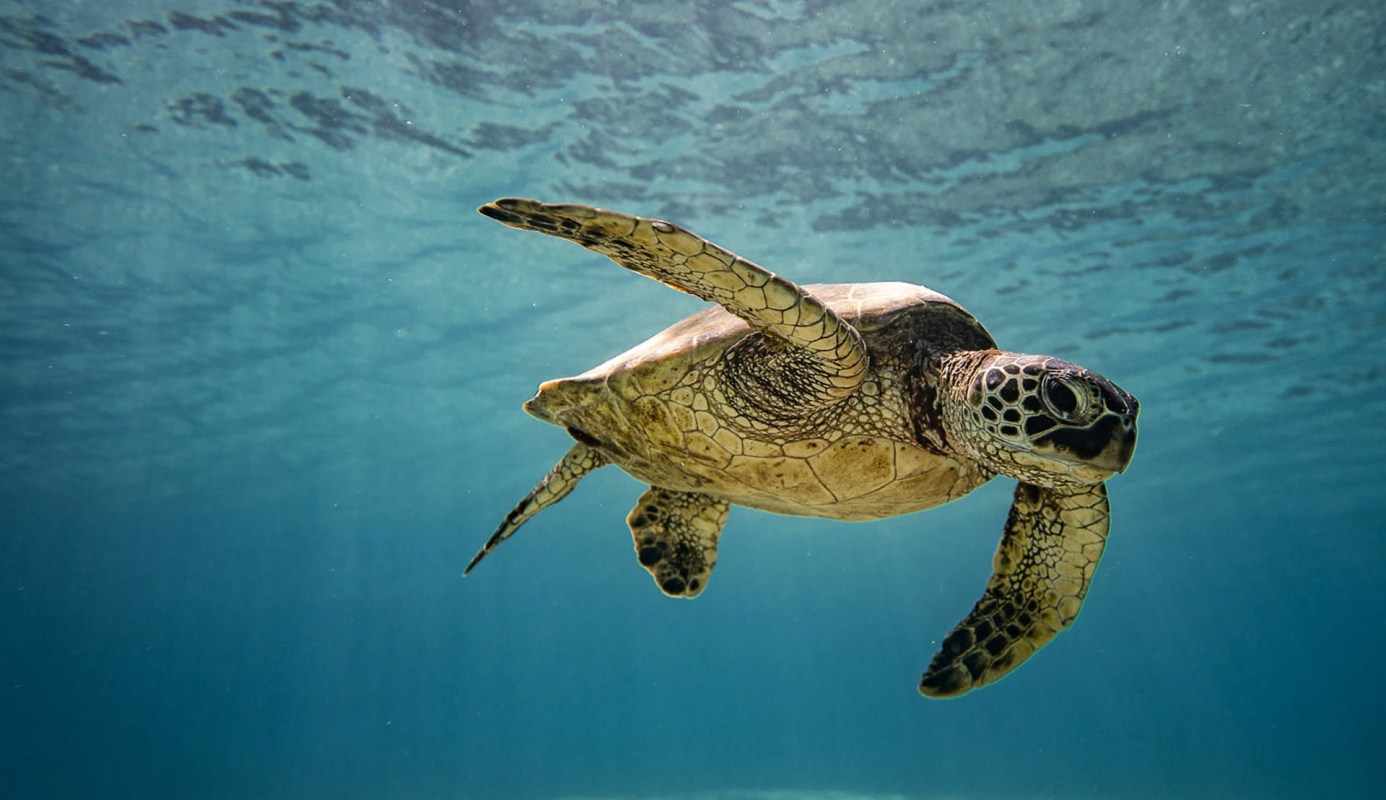 "These objects can end up being a death trap."