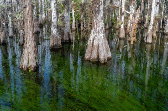 The researchers had to employ clever techniques.