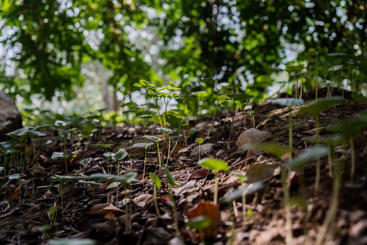 "Fast-growing solutions."