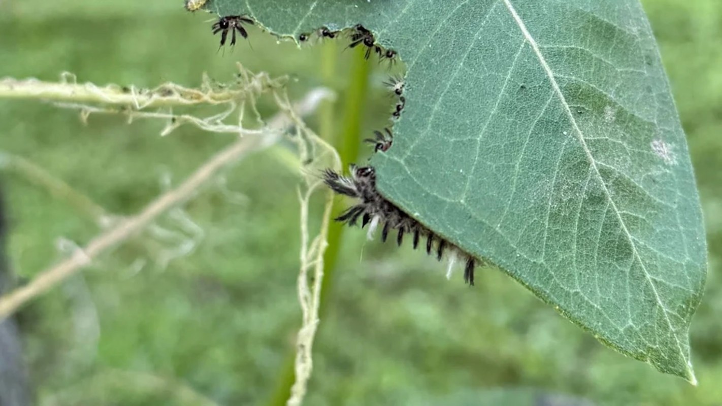 "My other garden communities are reporting the same."