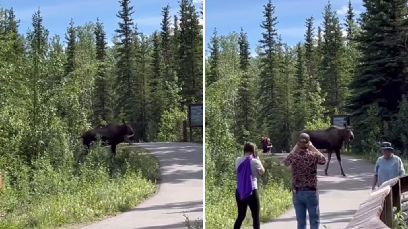 "I'm surprised that more people aren't hurt by wildlife."