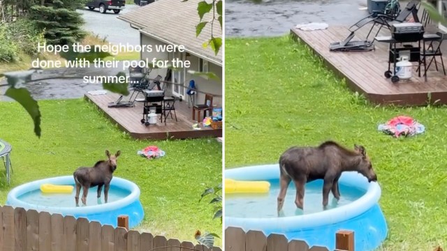 "Hope the neighbors were done with their pool for the summer."