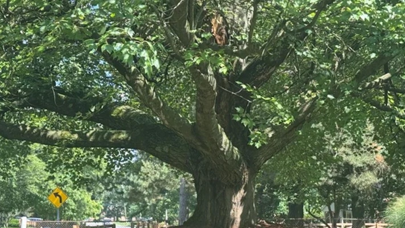 "It is such an amazing tree that it would be a crime to kill it due to negligence."