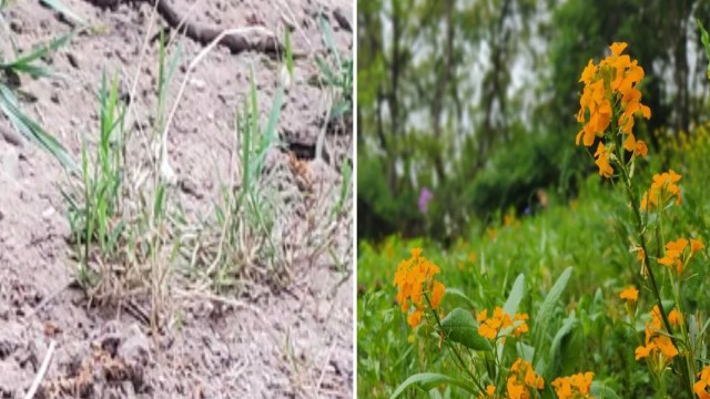 "Hillsides can be challenging, but you nailed it!"