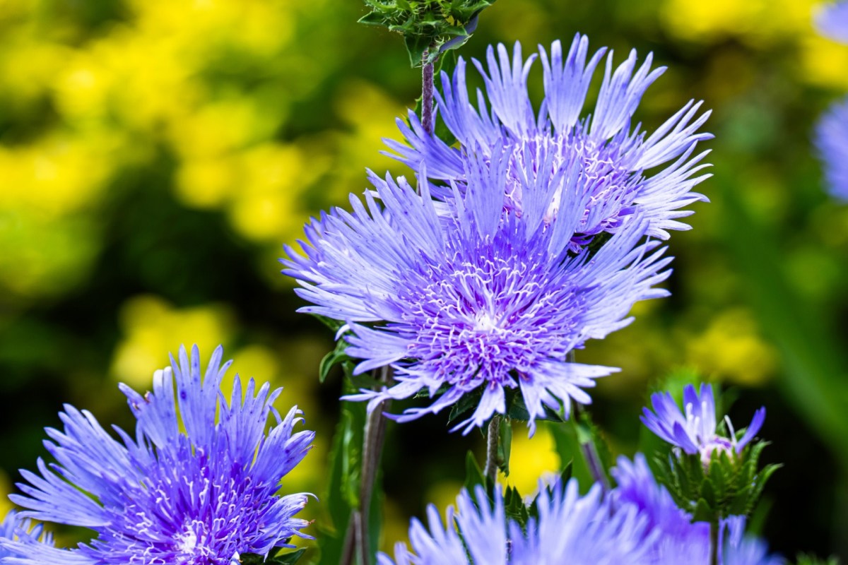 "I hope to get my garden to that level one day."