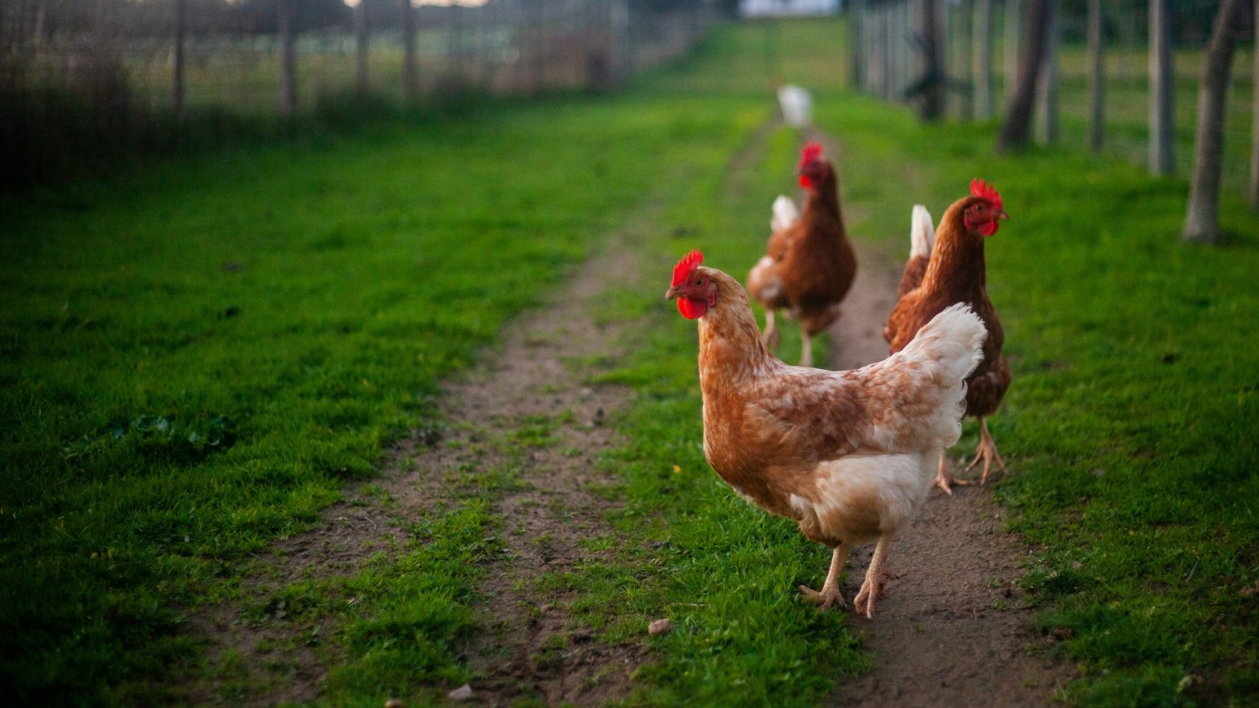 "You need to talk with the neighbor."