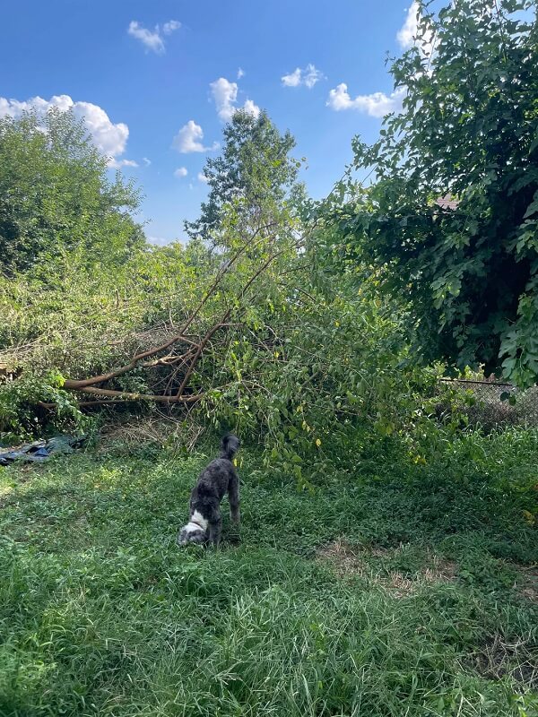 "What they did is known as criminal damage and trespassing."