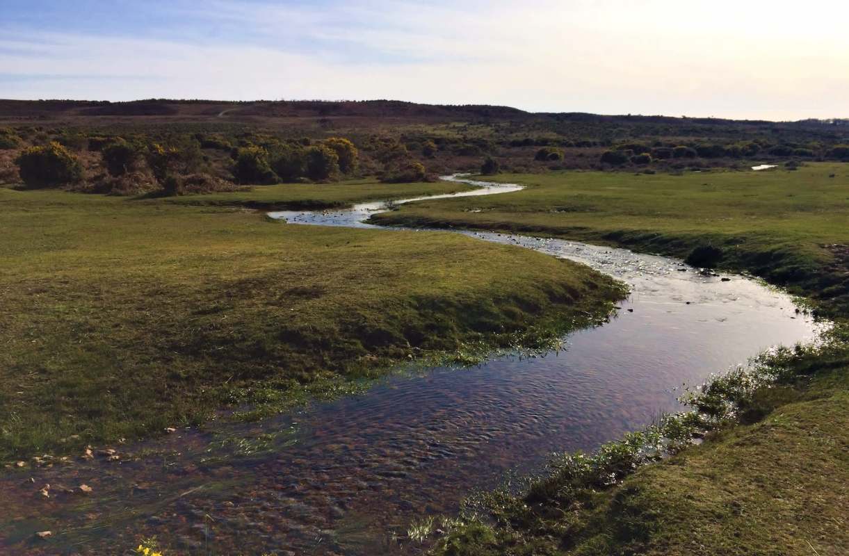 "They're my favorite bird."