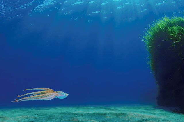 "The population has only just come back, but once the season opens, we'll destroy it all in two weeks."