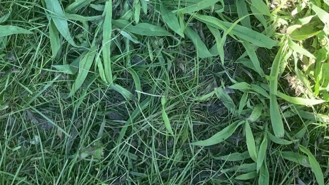 "Should we start attacking this now?"