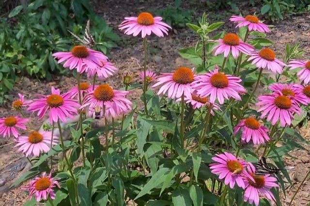 "It's like a pollinator disco."