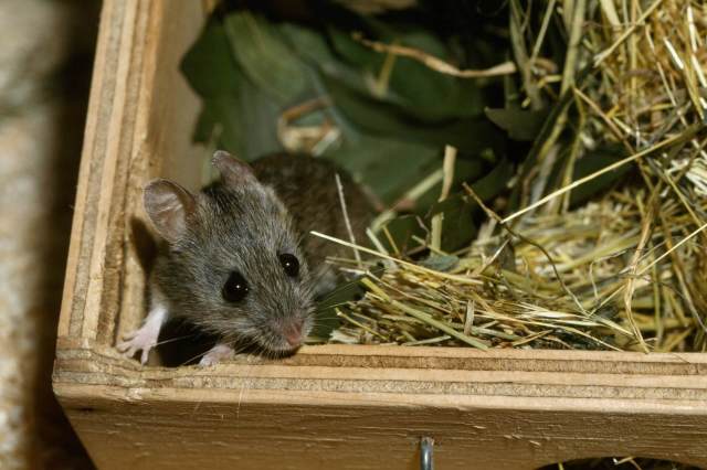 "We decided to absolutely cover the entire park with cameras."