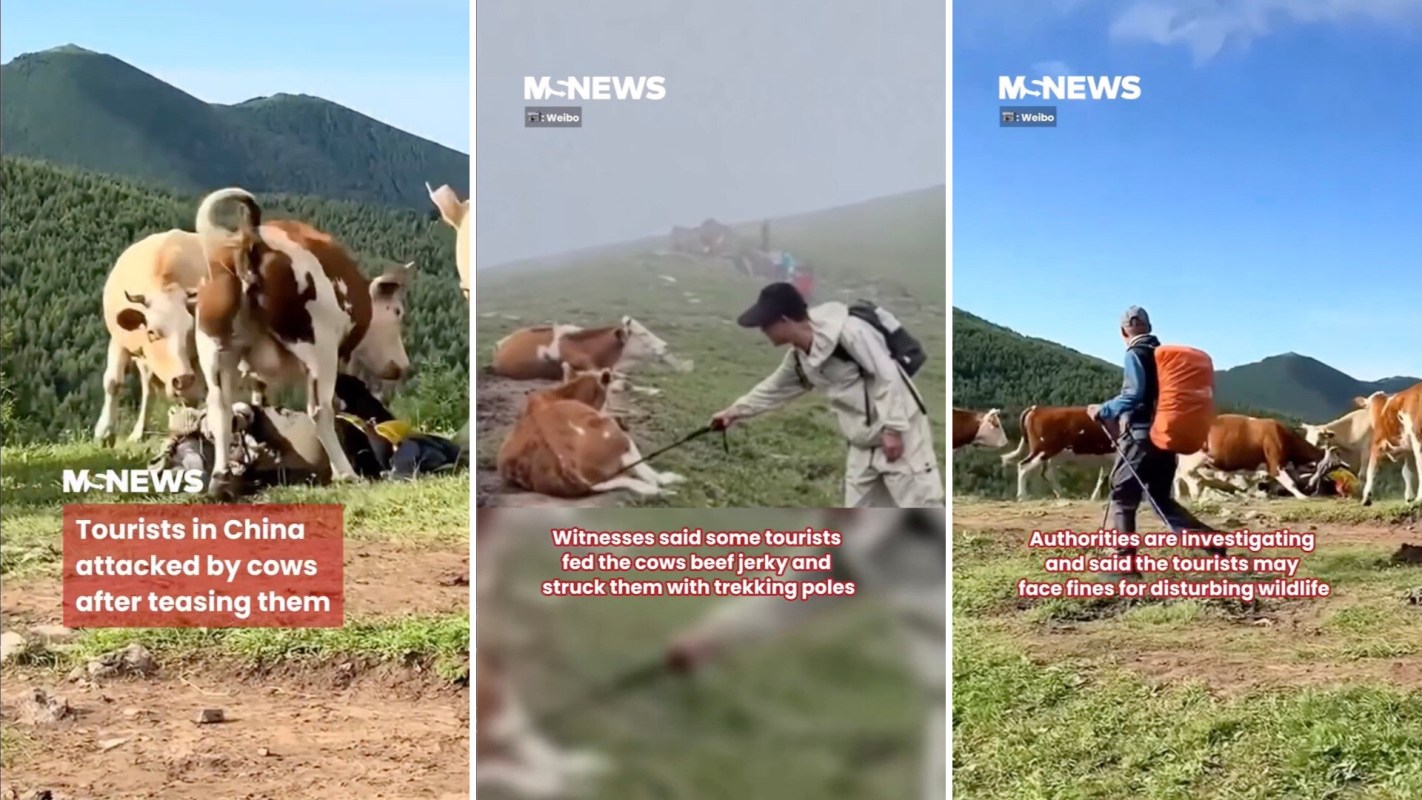 "What kind of mentality do you have to deliberately harass cows?"