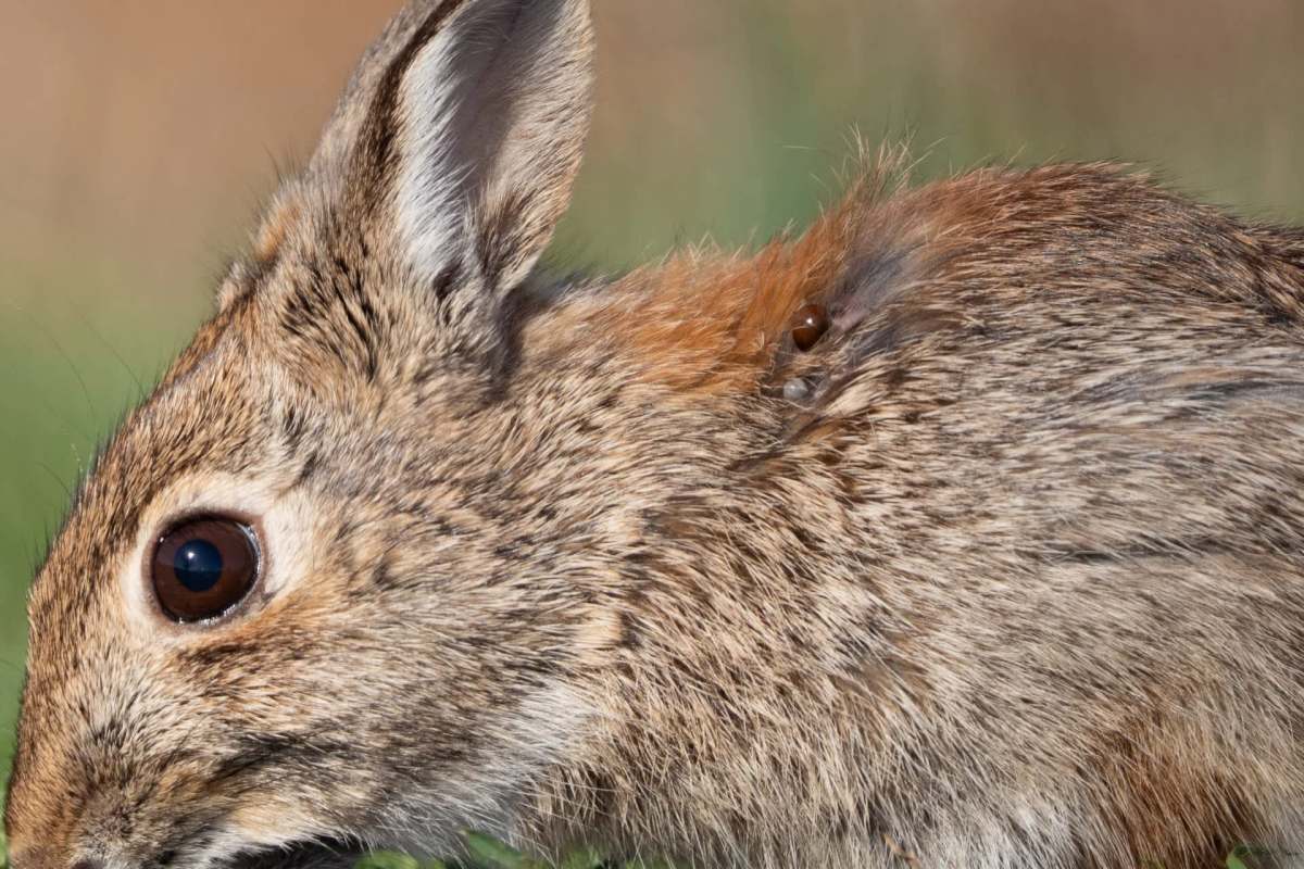 "He came back a second year, and it grew."