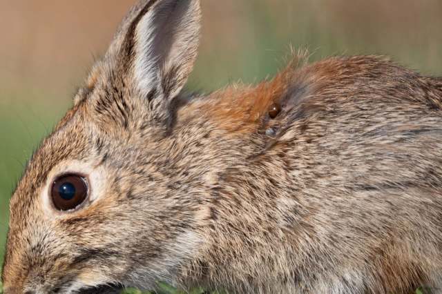 "He came back a second year, and it grew."