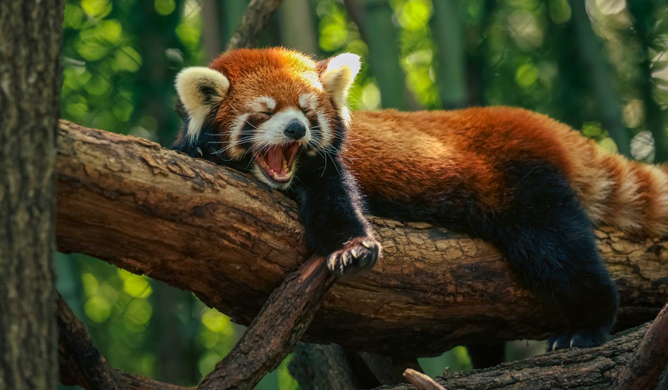 Wildlife officials were made aware of the practice by a viral travel video.