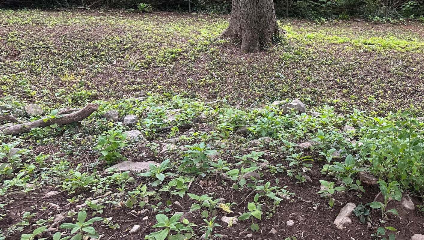 "It's the only way to be sure."