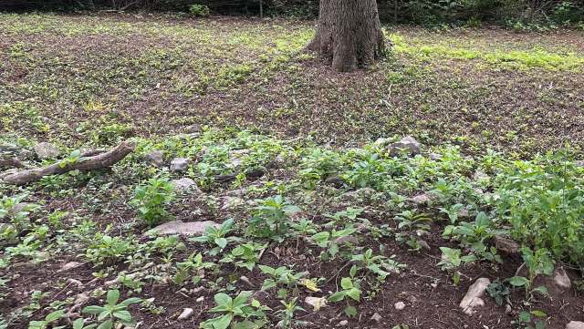 "It's the only way to be sure."