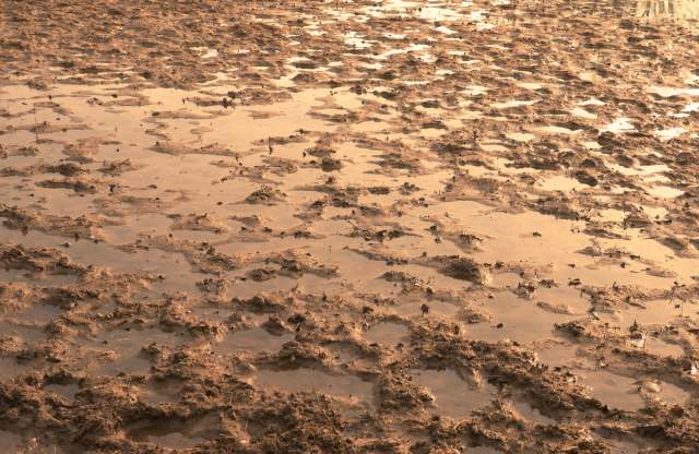 Some scientists believe it threatens the food chain.