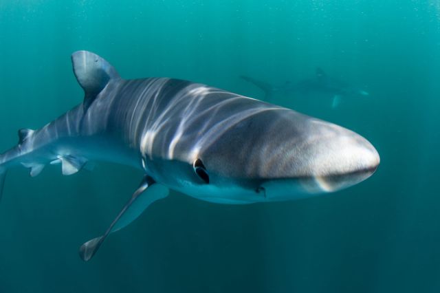 These researchers tagged and tracked 155 sharks.