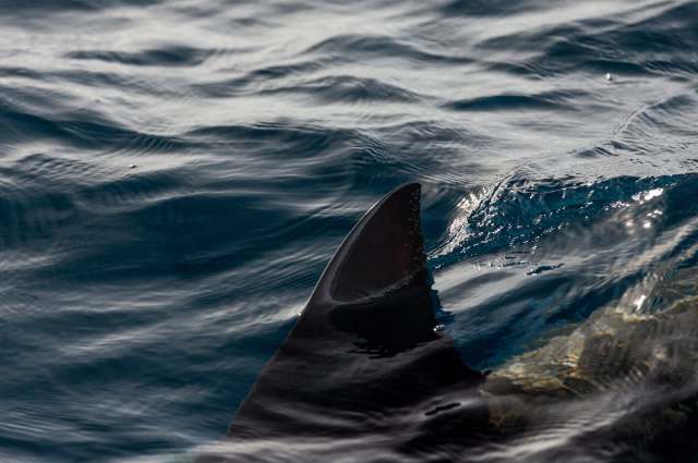 Contrary to popular movie depictions, sharks have precious little interest in human prey.