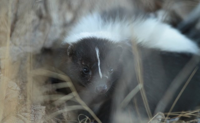 "We’re seeing more animals in distress."