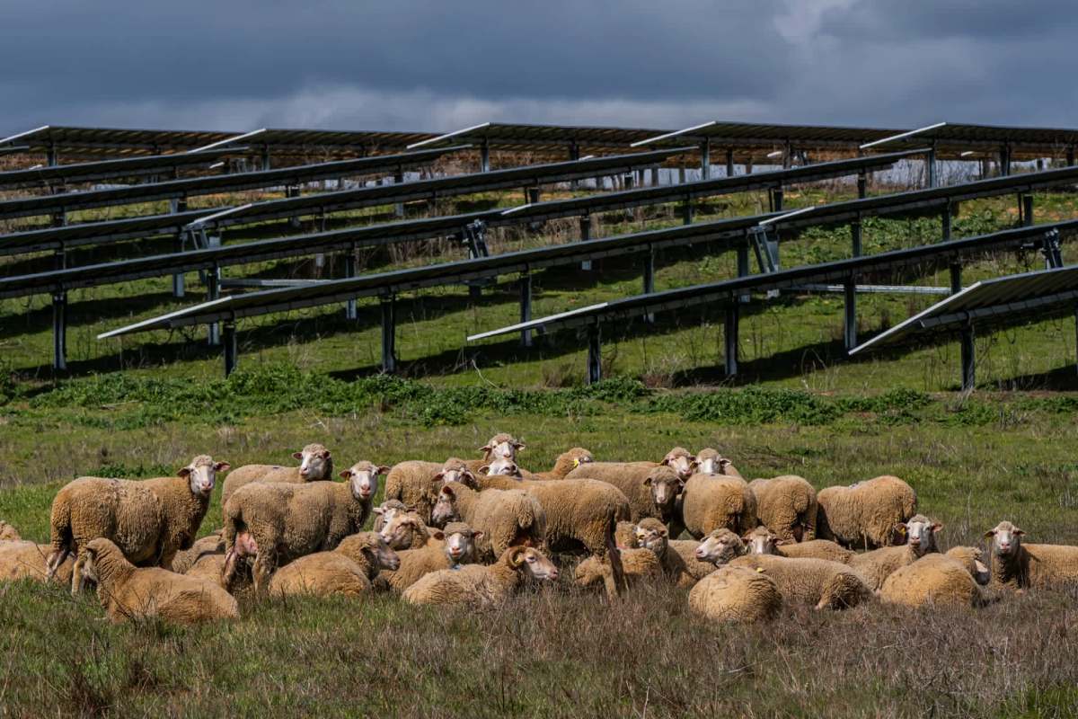 The solar farm will serve multiple purposes.