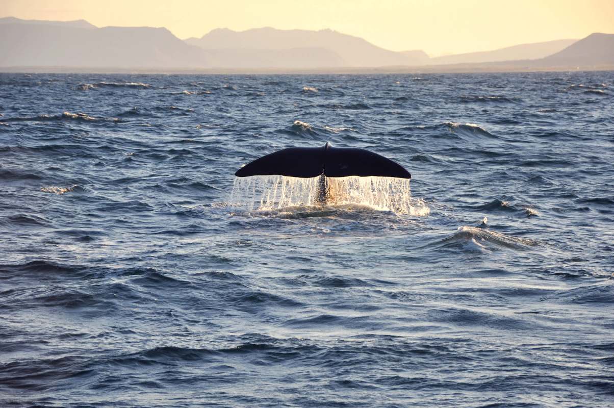 "Allowed us to significantly expand our understanding."