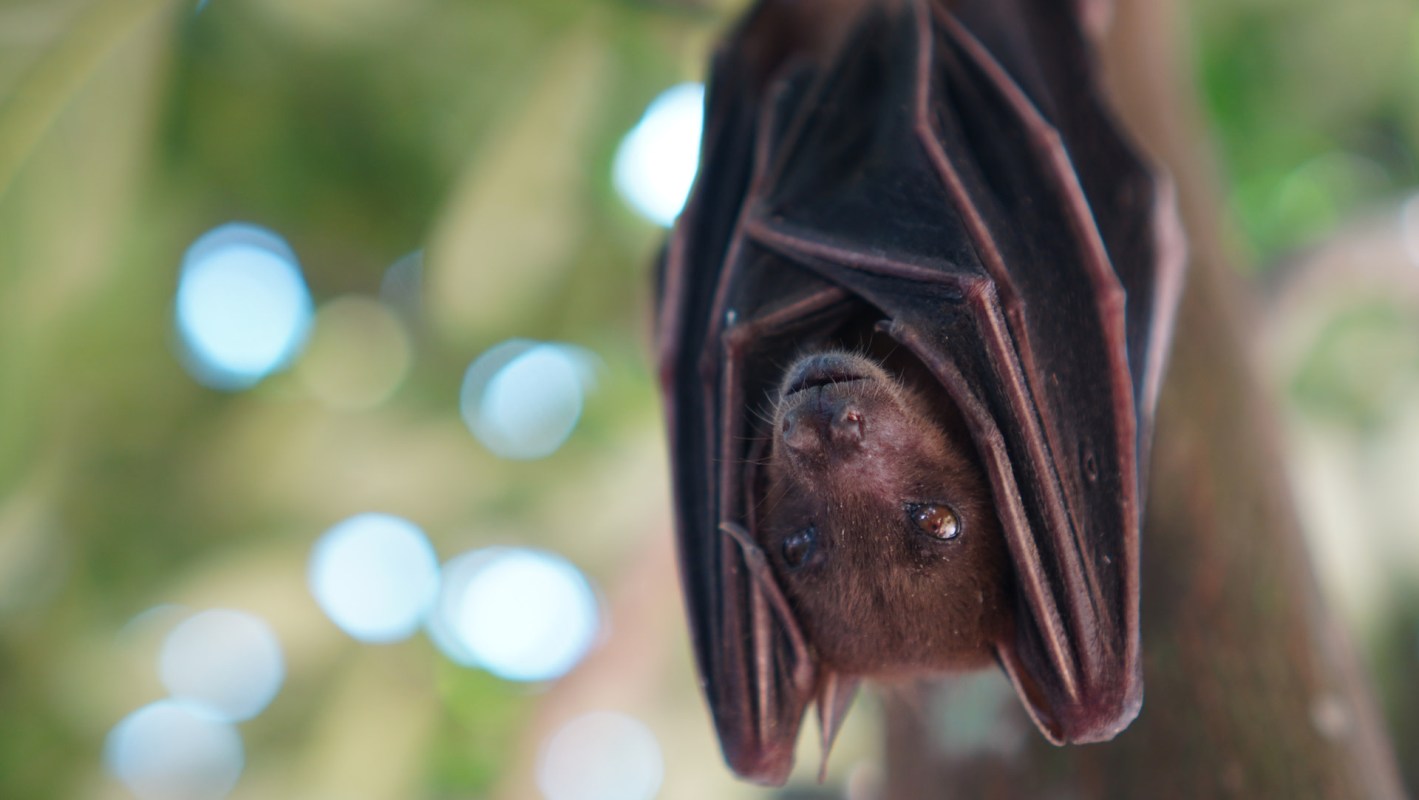 Given bats' importance, their presence remains vital.