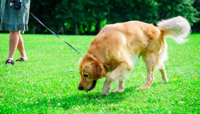 "These citizen scientists and their dogs can be a valuable resource for fighting the spread."