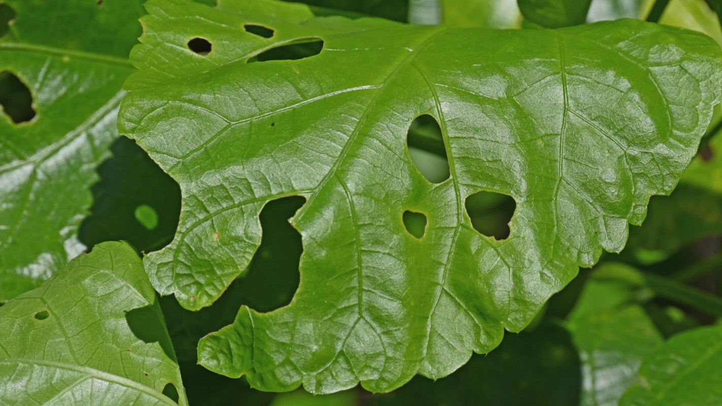 "Could cost hundreds of millions of dollars in economic damage."