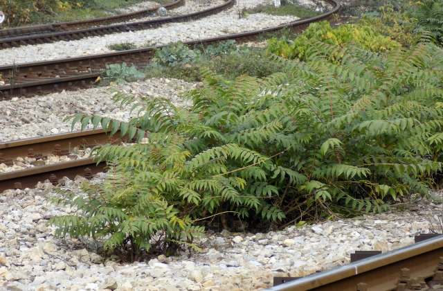 Sometimes, the best tools are already rooted in the environment.