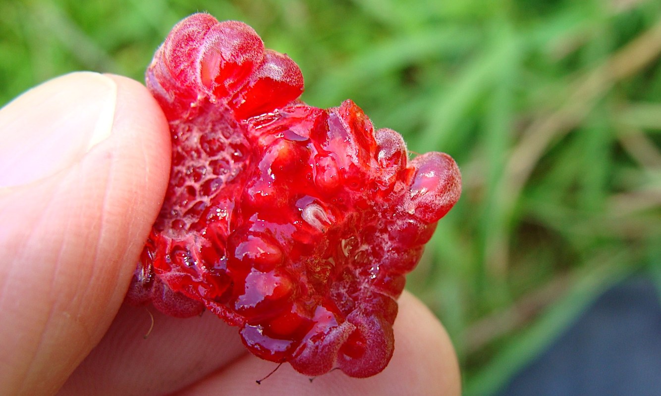 It could mean major financial losses for farmers.