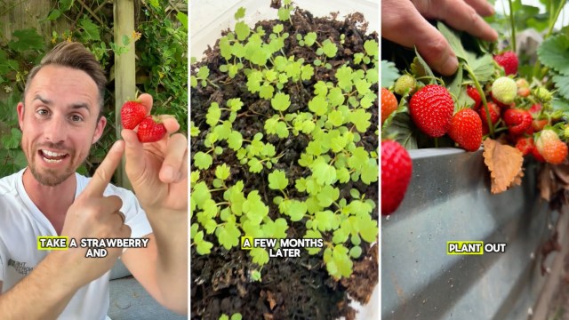 "They taste so much better."