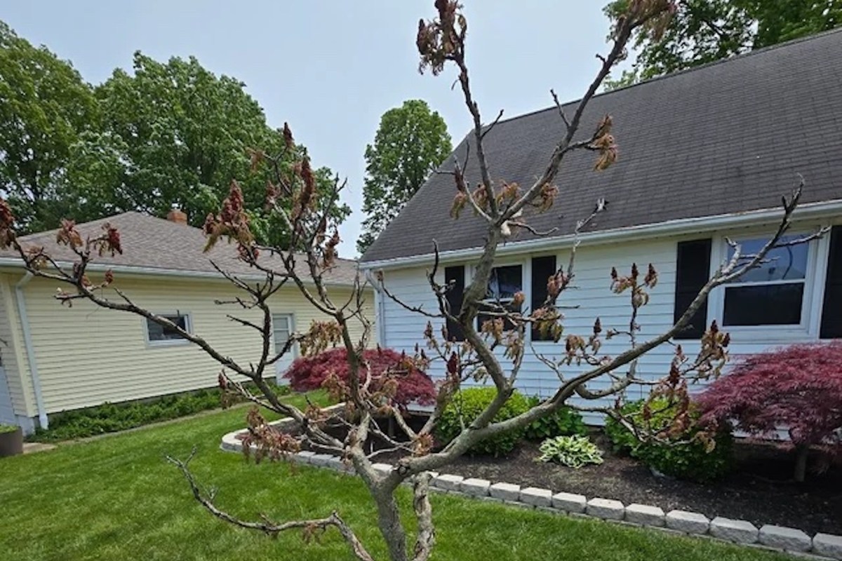 “I'm surprised the tree lasted as long as it did."