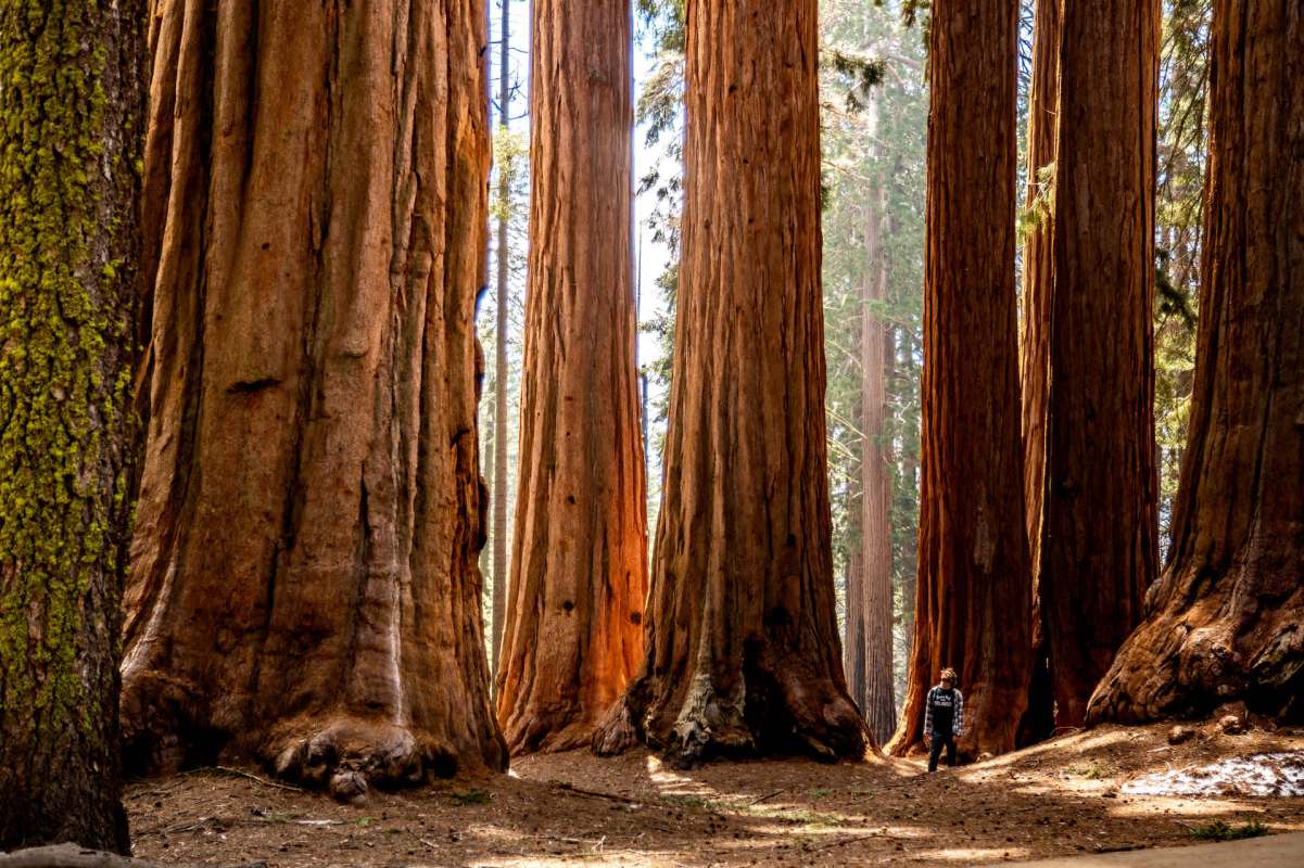 "The big old-timers have proven their genetic mettle."