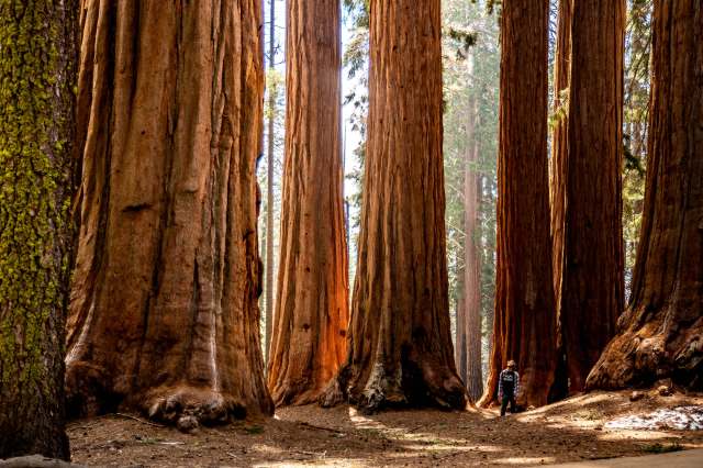 "The big old-timers have proven their genetic mettle."