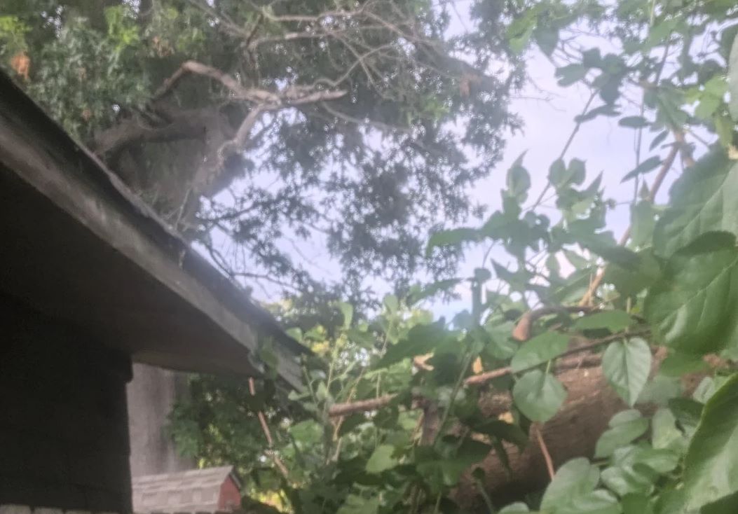 "Call the police's non-emergency line."