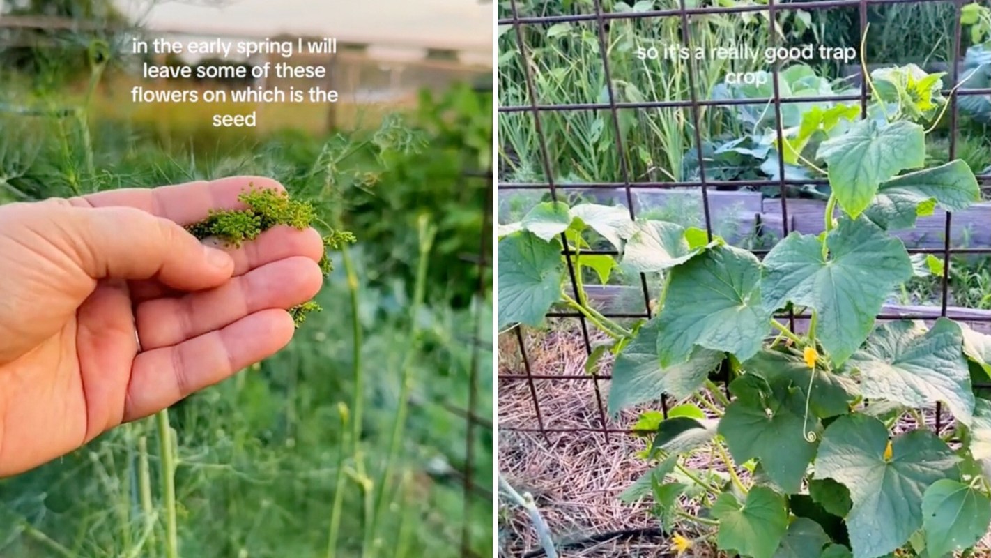This is fantastic if you are looking to grow your own food.