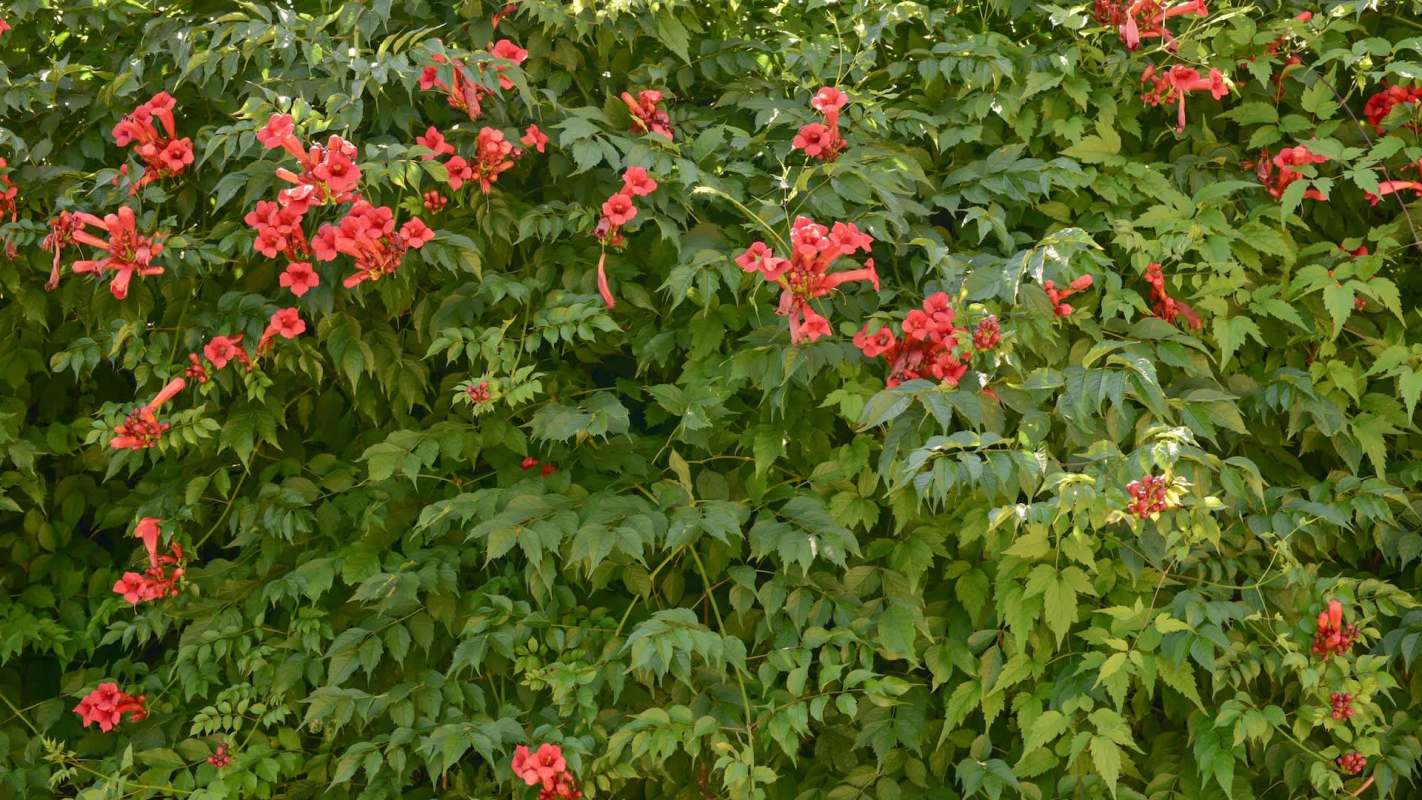 "It's growing everywhere."